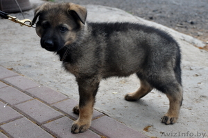 Щенки немецкой овчарки зонарного окраса с отличной родословной #923875