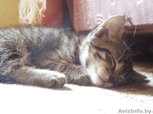 Отдаю котят в добрые руки #935764