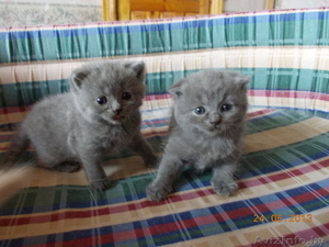 Котята скоттиш-фолд и скоттиш-страйт #924997