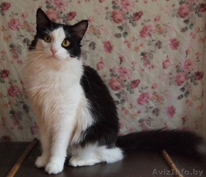 Шошана - харизматичная красавица в добрые руки! #935131