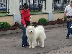 Продается кобель 