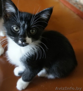 Котята 4мес. черные спинки,  белые носочки,  симпатичные мордашки  #926598