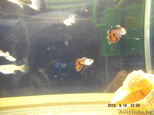 продам рыбок гуппи #931521