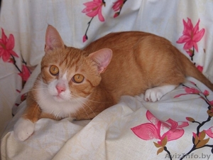 Ашот - обаятельный рыжий котик в добрые руки! #935141
