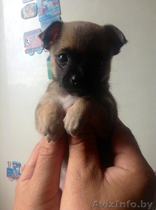 Чихуахуа продажа #930420