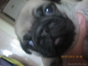 щенки мопса готовятся к продаже #936514