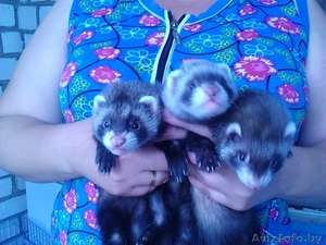 домашние хорьки #929516