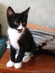 Ральф- котенок урчалочка,  от домашней кошечки #931449