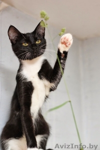 Бонни-котенок девочка 7 мес. ну просто красавица #926586