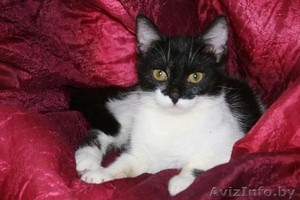 Сандра-роскошная шестимесячная кошечка #926593