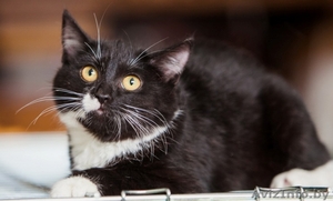 Анита-котенок 6 мес.-маленькая ласковая пантера	. Текст объявления: #926589