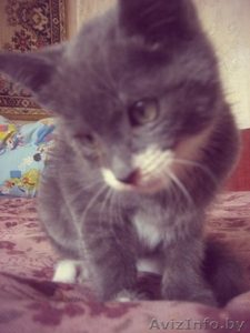 Отдам котёнка!!! #927755