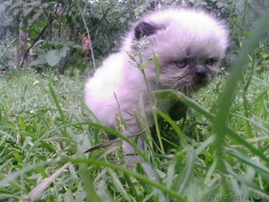 котенок 1 месяц #931731