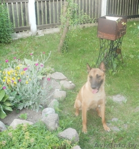 Бельгийские щенки (Малинуа) #923578