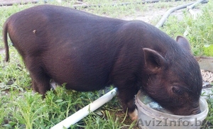 продаю ЧИСТОКРОВНЫХ вьетнамских поросят #932067