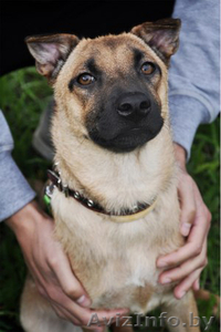 Небольшая собачка в дар! #930685