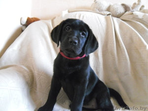 Высокопородный щенок лабрадора #933565