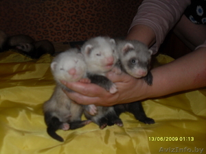 продаются хорьки #930731