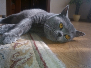 Вязка Британский кот #925034