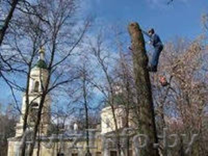 Удаление деревьев методом промышленного альпинизма #946695