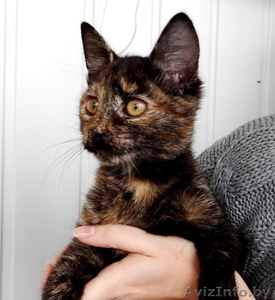 Данка-кошечка ласкуша в дар! #937199