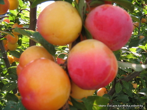 Саженцы оптом #81537