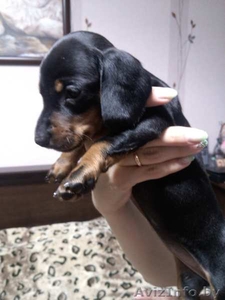 Девочка-красавица ждет своего хозяина #938460