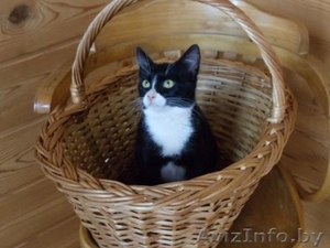 Красивая Вита - молоденькая кошечка в дар ,  в добрые руки! #943086