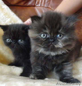 Предлагаются элитные котята #950812