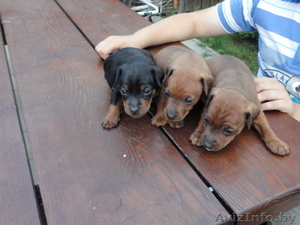 щенки цверг пинчера #940515