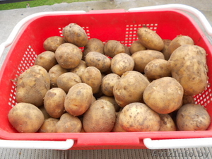 продам картофель оптом из белорусии #938364