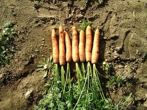 Продам морковь,  свеклу.    #951679