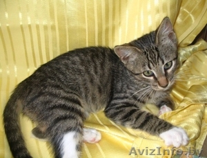 Котенок Петрик- тигренок в полосатой шубке #944090