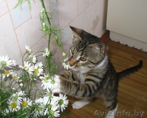 Оскар- шикарный молодой кот,  цвет рыси #948722