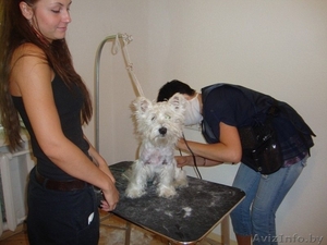 Курсы грумеров (стрижка собак,  котов ) в Минске!!! #312004