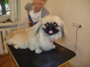 Курсы Грумеров в Минске (стрижка собак и кошек) #693354