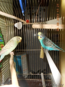 Продам парочку волнистых попугаев #939864