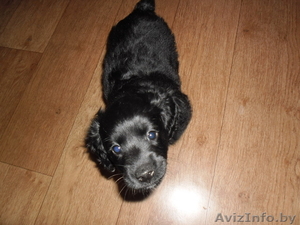 Продам щенка английского спаниеля #951658