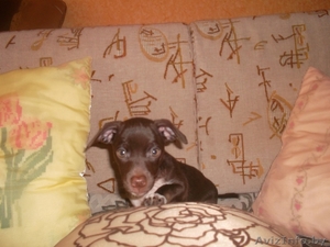 ЩЕНОК МАЛОЙ ПОРОДЫ. #925249