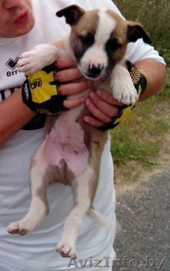 Щенок в ДАР,  в добрые руки,  в дом,  не на цепь! 1.5 месяца,  мальчишка,  метис #948290