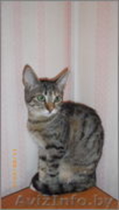 Европейская короткошерстная кошечка в дар. #940871