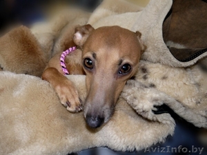 Левретка (Малая итальянская борзая) #952166