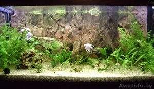 продам аквариум фэн-шуй для привлечения денежной удачи #965062