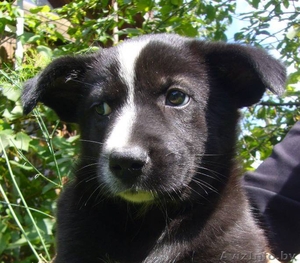 Замечательная щенок-девочка в дар #952659