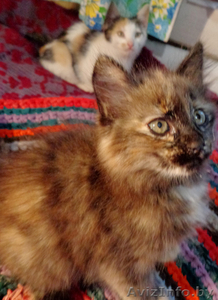 Отдам в хорошие руки кошечек. #963401