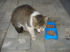 Котятя нуждаются в новом доме. В дар. Срочно! #966970