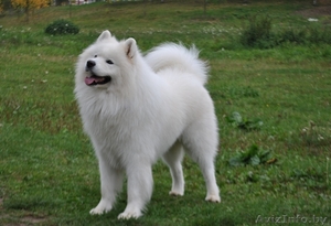 Вязка кобель самоед (самоедская собака).Минск #962244