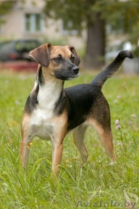 Стерилизованные собаки-подростки в дар. #967874