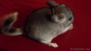 Продам шиншилл.РУЧНЫЕ И УМНЫЕ ЖИВОТНЫЕ! #957187