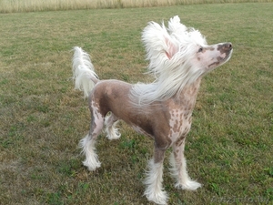 Кобель китайской хохлатой шоу-класса приглашает на вязку #959773